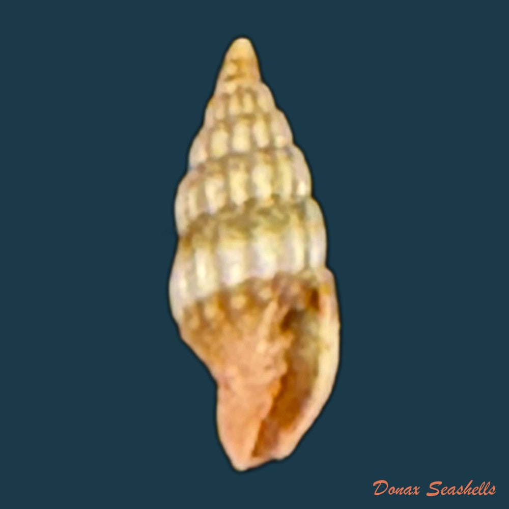 vexillum-diutenerum-hervier-1897-6mm-copia