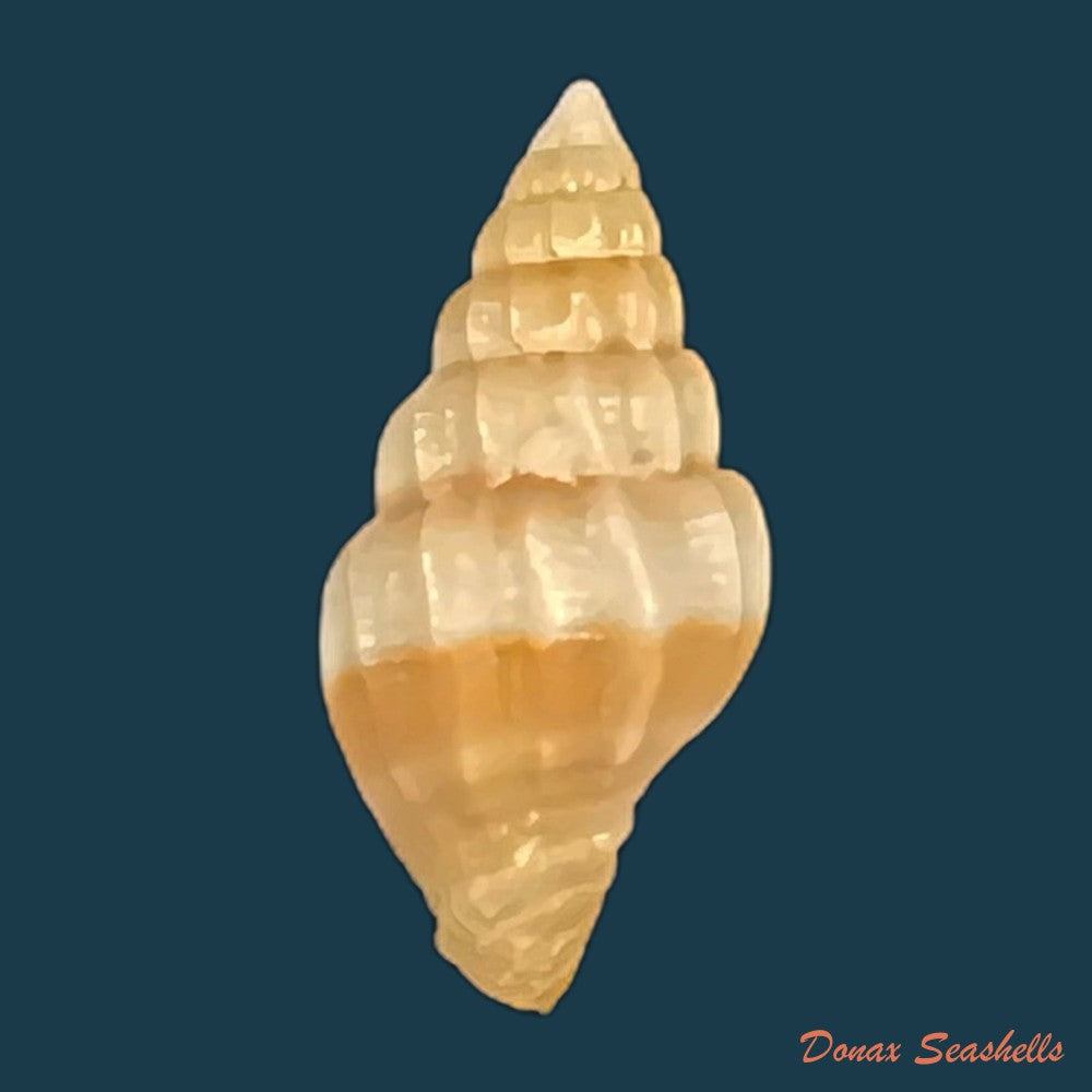 vexillum-hendersoni-dall-1927-17mm-copia