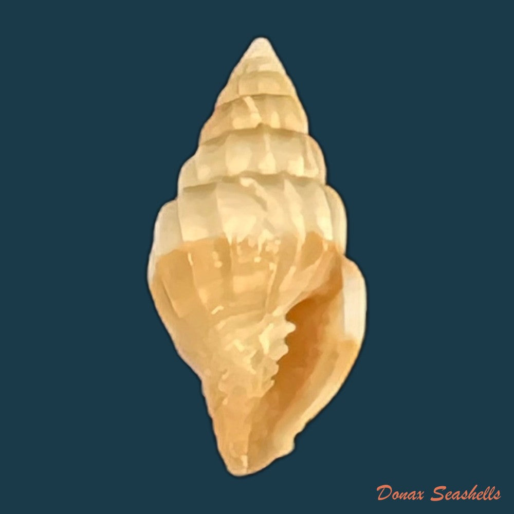 vexillum-hendersoni-dall-1927-17mm-copia