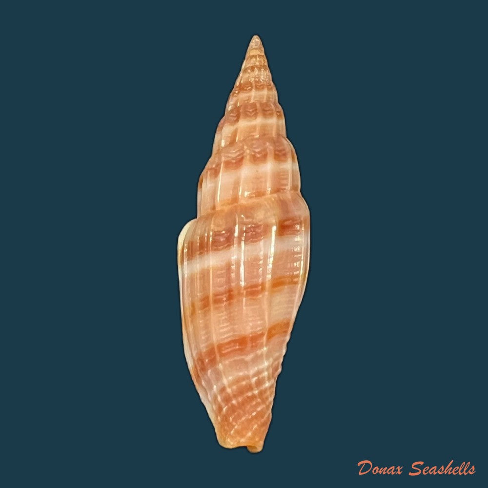 vexillum-intermedium-kierner-1838-56-8mm-copia