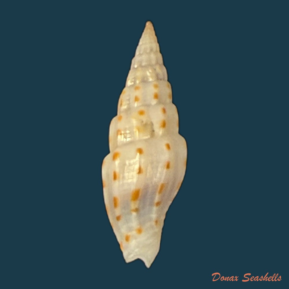 vexillum-michaui-wilsi-buijse-h-dekker-1990-12-6mm-copia