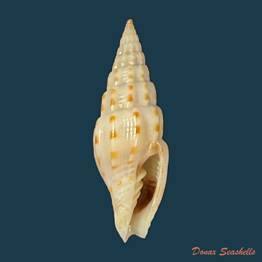vexillum-michaui-wilsi-buijse-h-dekker-1990-12-6mm-copia