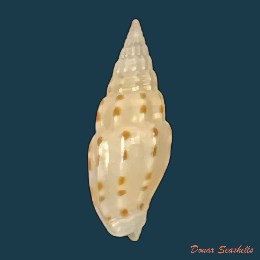 vexillum-michaui-wilsi-buijse-h-dekker-1990-12-7mm-copia