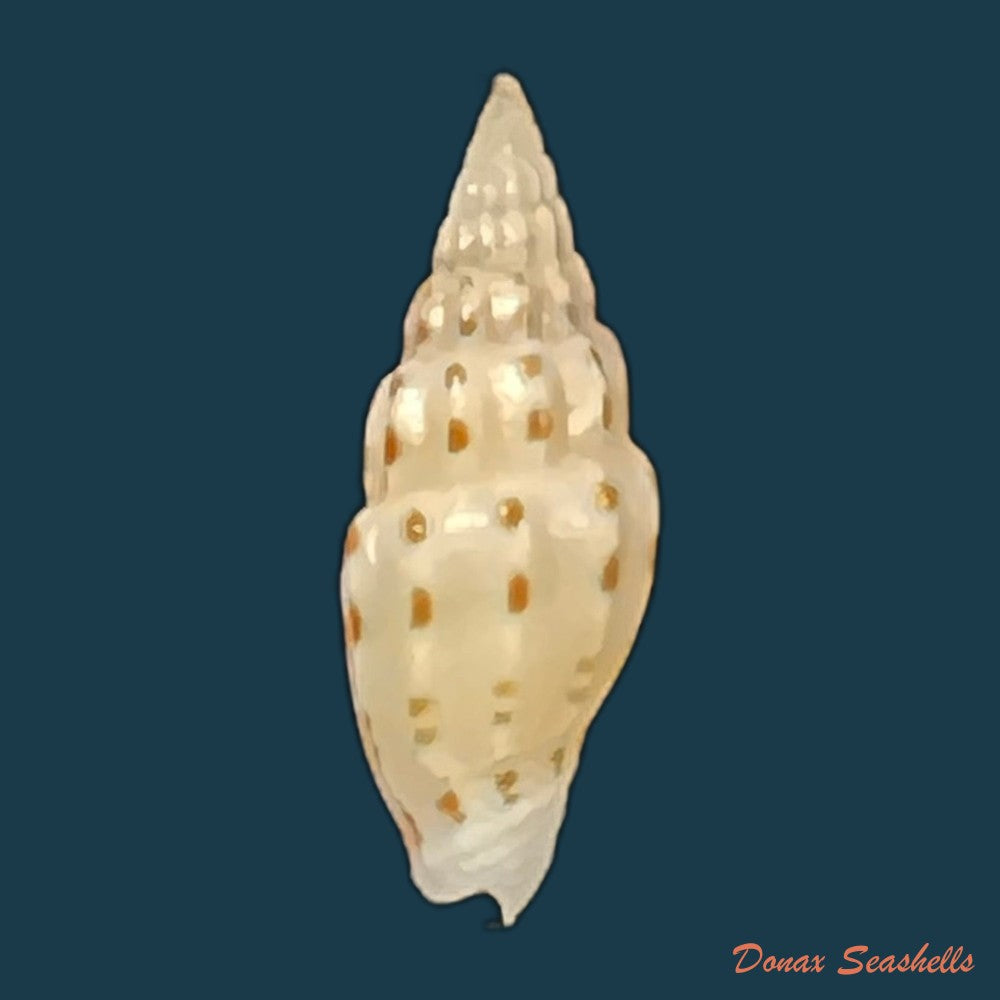 vexillum-michaui-wilsi-buijse-h-dekker-1990-13-8mm-copia