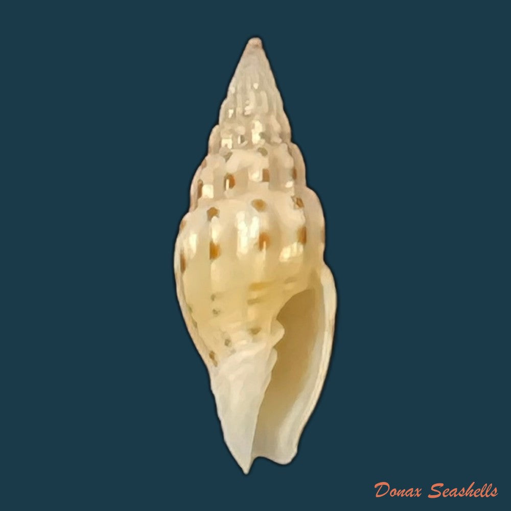 vexillum-michaui-wilsi-buijse-h-dekker-1990-13-8mm-copia