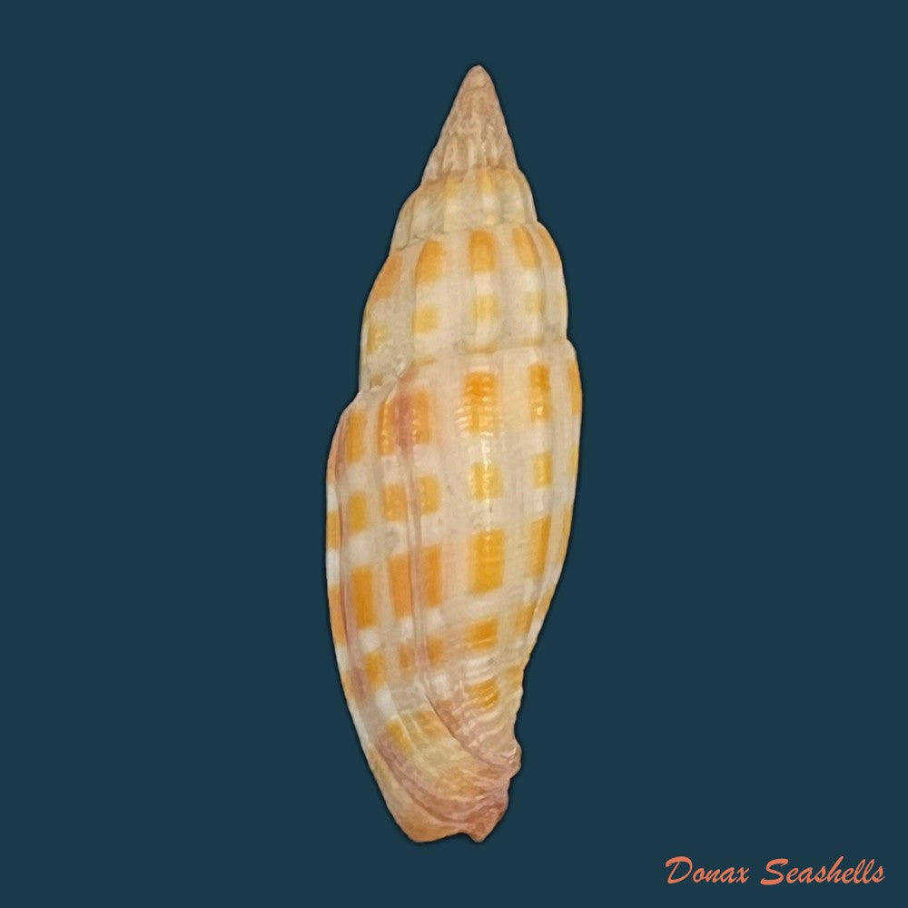 vexillum-sanguisuga-linnaeus-1758-27-1mm-copia