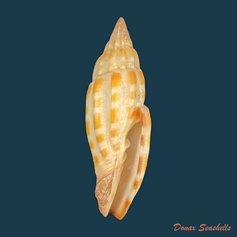 vexillum-sanguisuga-linnaeus-1758-27-1mm-copia