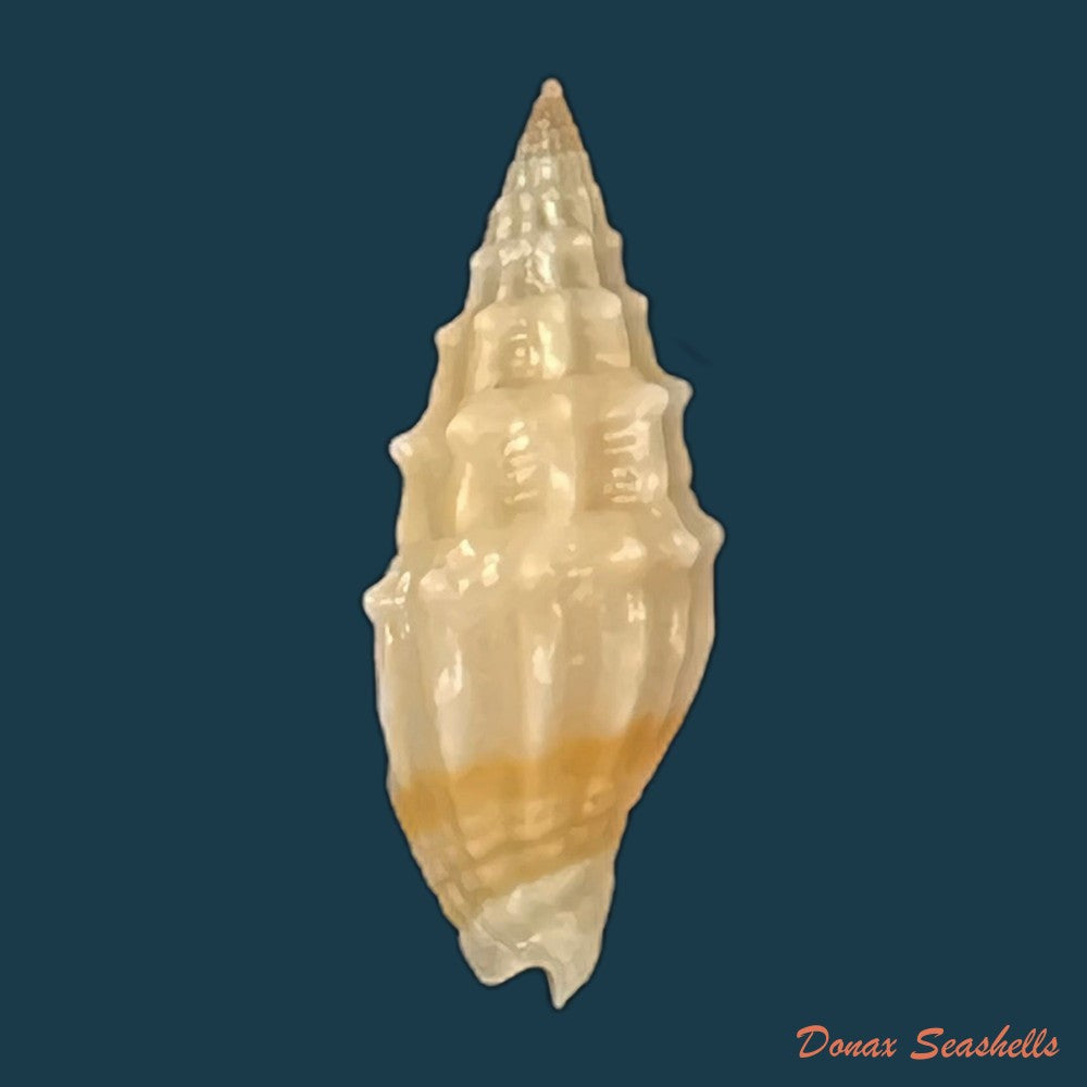 vexillum-sculptile-reeve-1845-15-9mm-copia