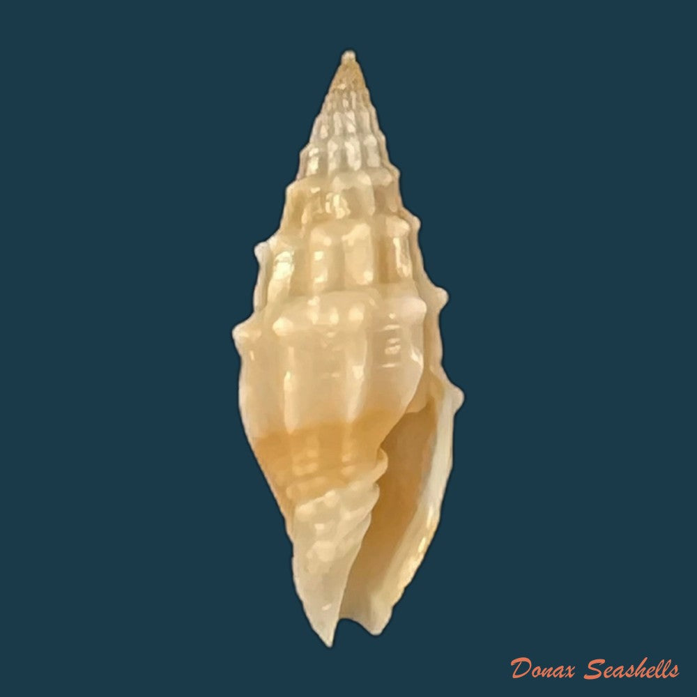 vexillum-sculptile-reeve-1845-15-9mm-copia