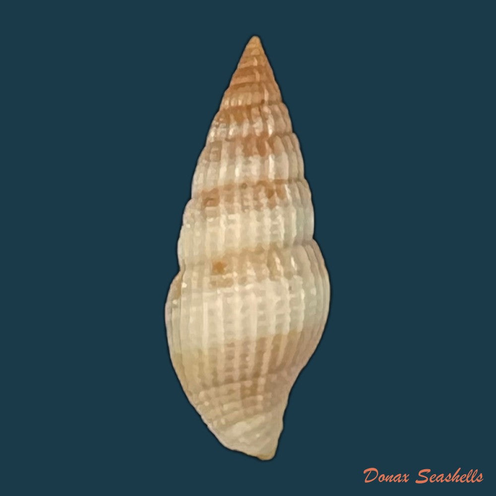 vexillum-unifasciale-lamarck-1811-17-4mm-copia