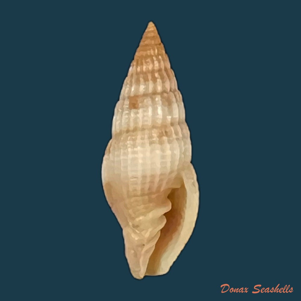 vexillum-unifasciale-lamarck-1811-17-4mm-copia