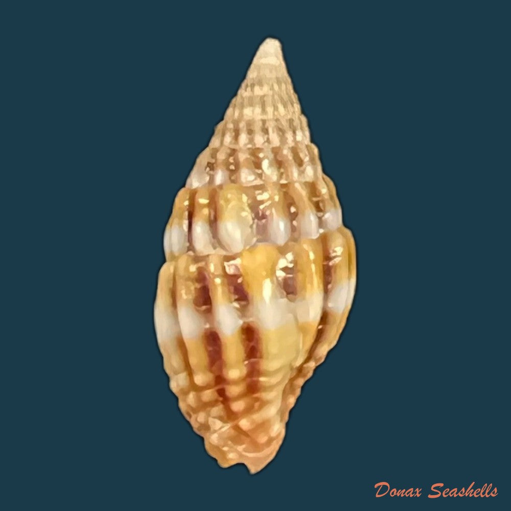 vexillum-unifasciale-lamarck-1811-18-2mm-copia