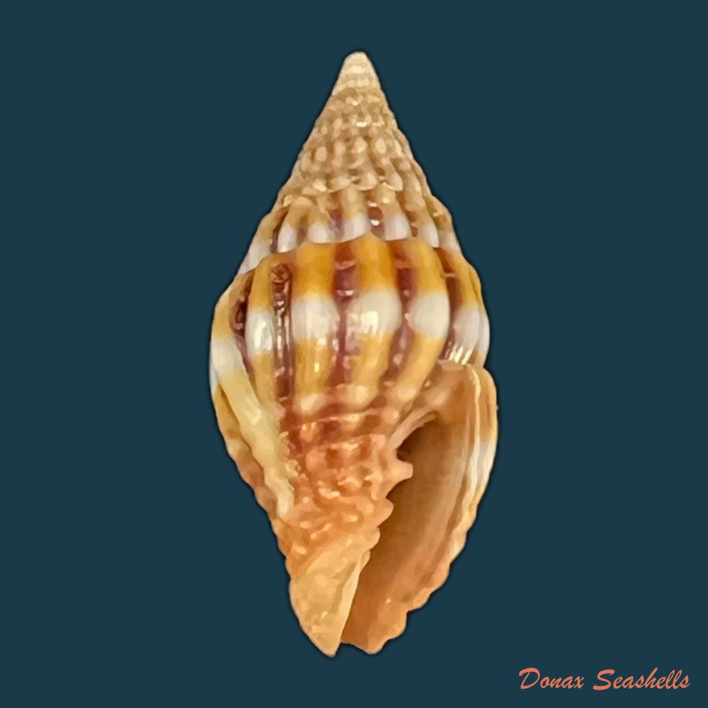 vexillum-unifasciale-lamarck-1811-18-2mm-copia