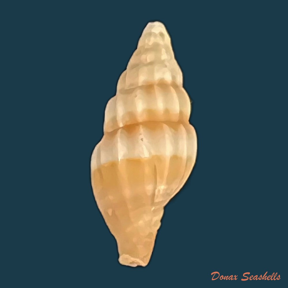 vexillum-unifasciale-lamarck-1811-18-7mm-copia