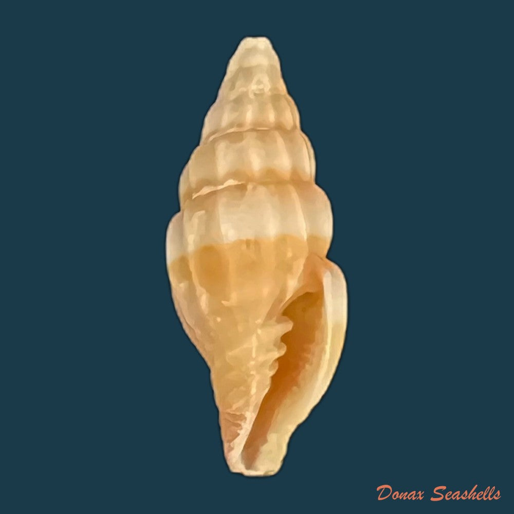 vexillum-unifasciale-lamarck-1811-18-7mm-copia