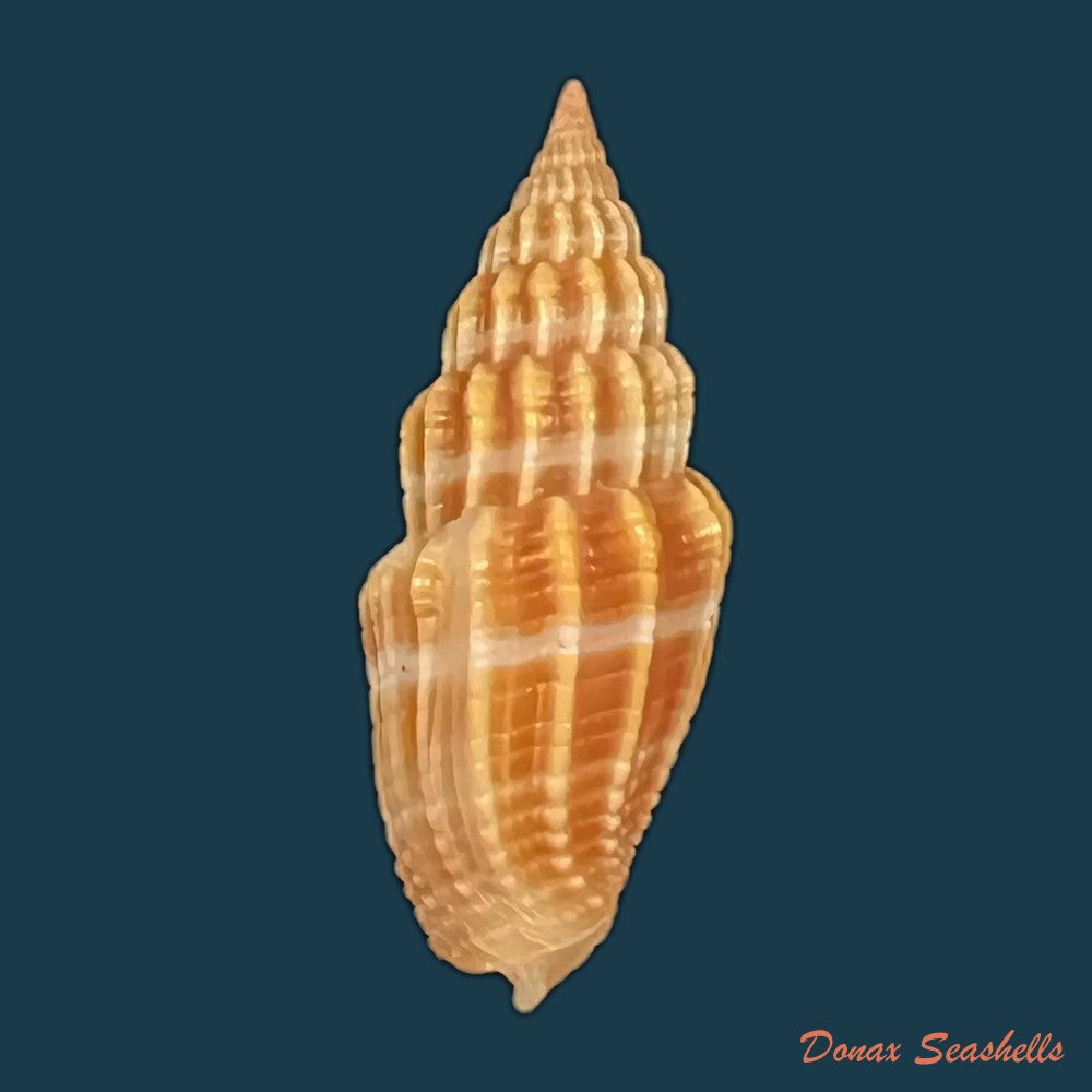 vexillum-virgo-linnaeus-1767-25-1mm-copia