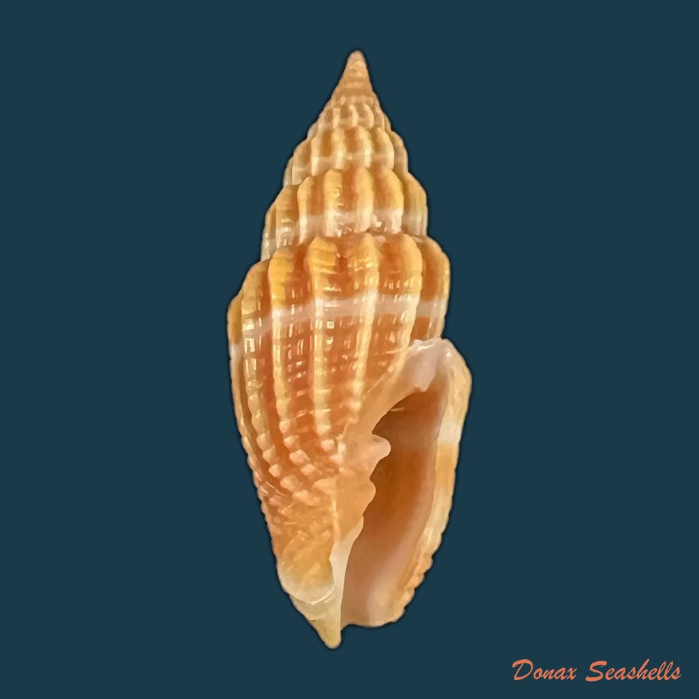 vexillum-virgo-linnaeus-1767-25-1mm-copia