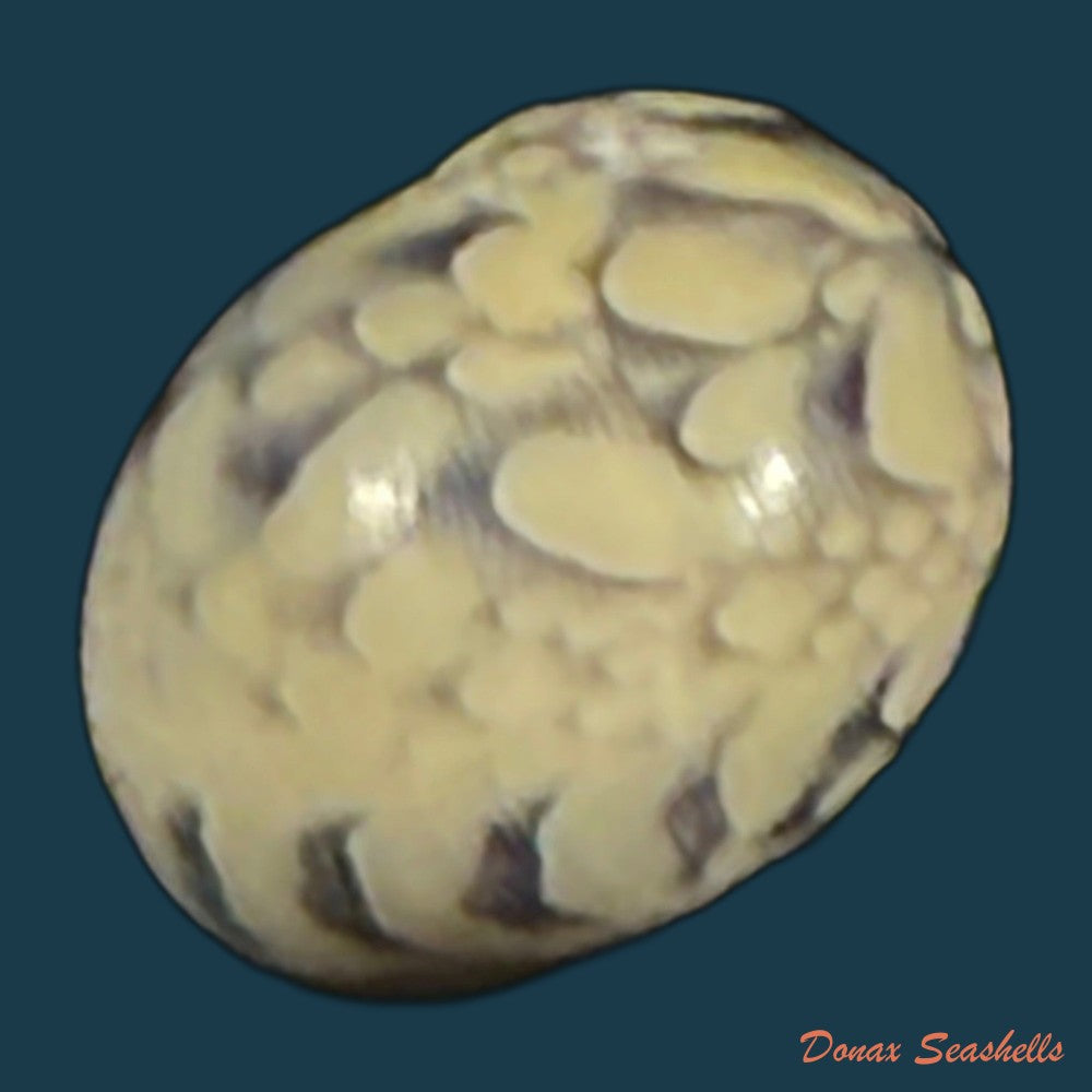 vitta-meleagris-lamarck-1822-13-8mm-copia