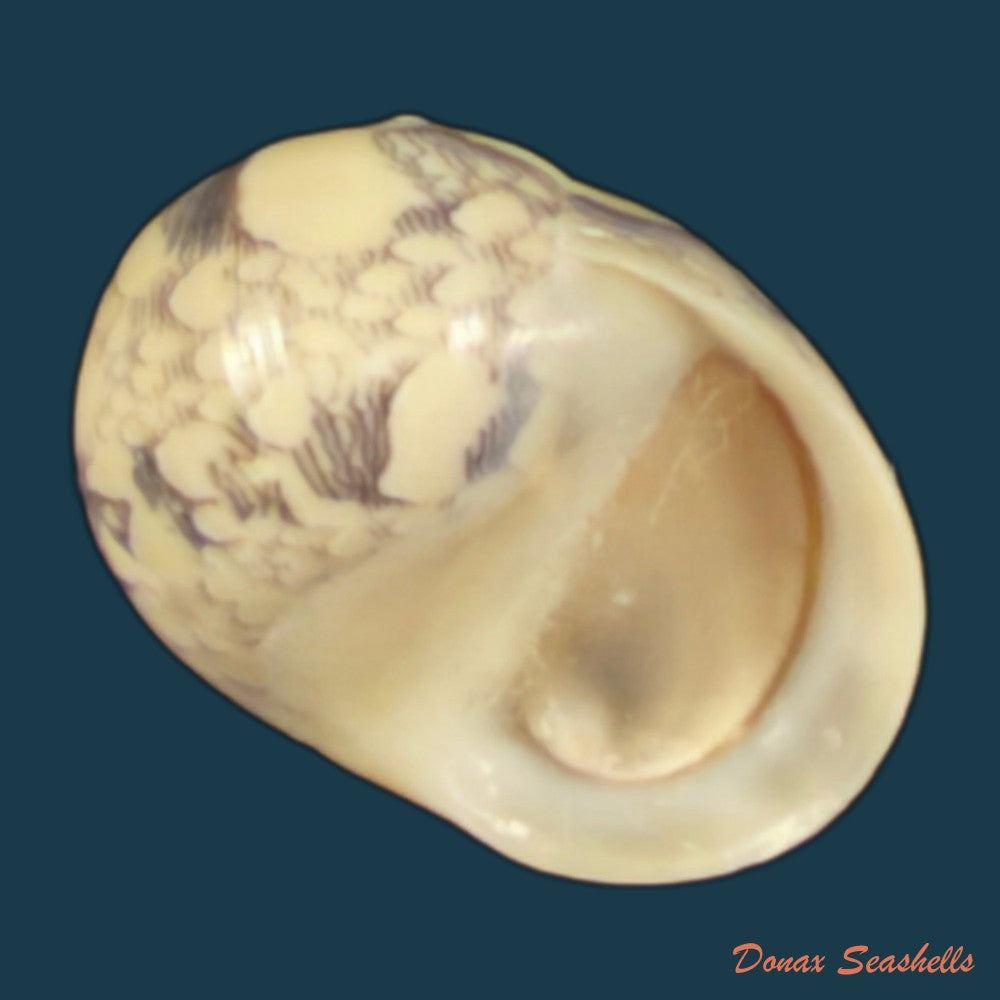 vitta-meleagris-lamarck-1822-13-8mm-copia