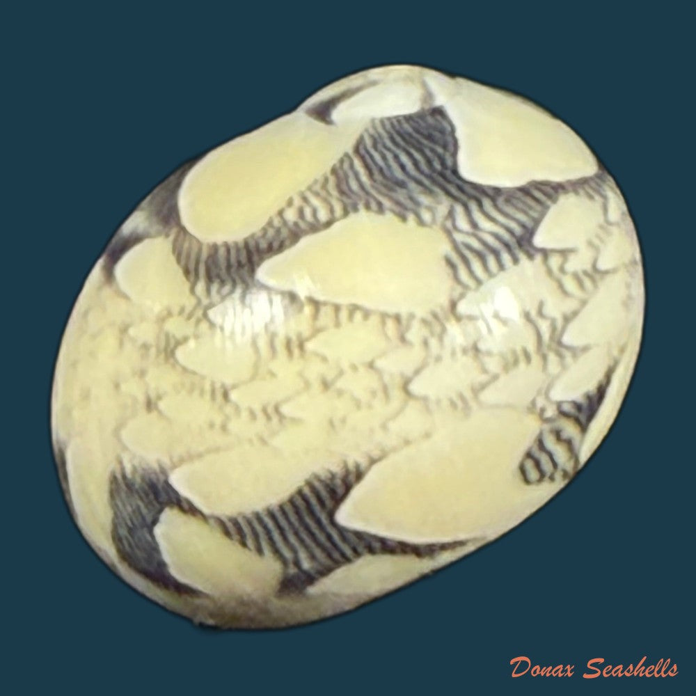vitta-meleagris-lamarck-1822-13-9mm-copia