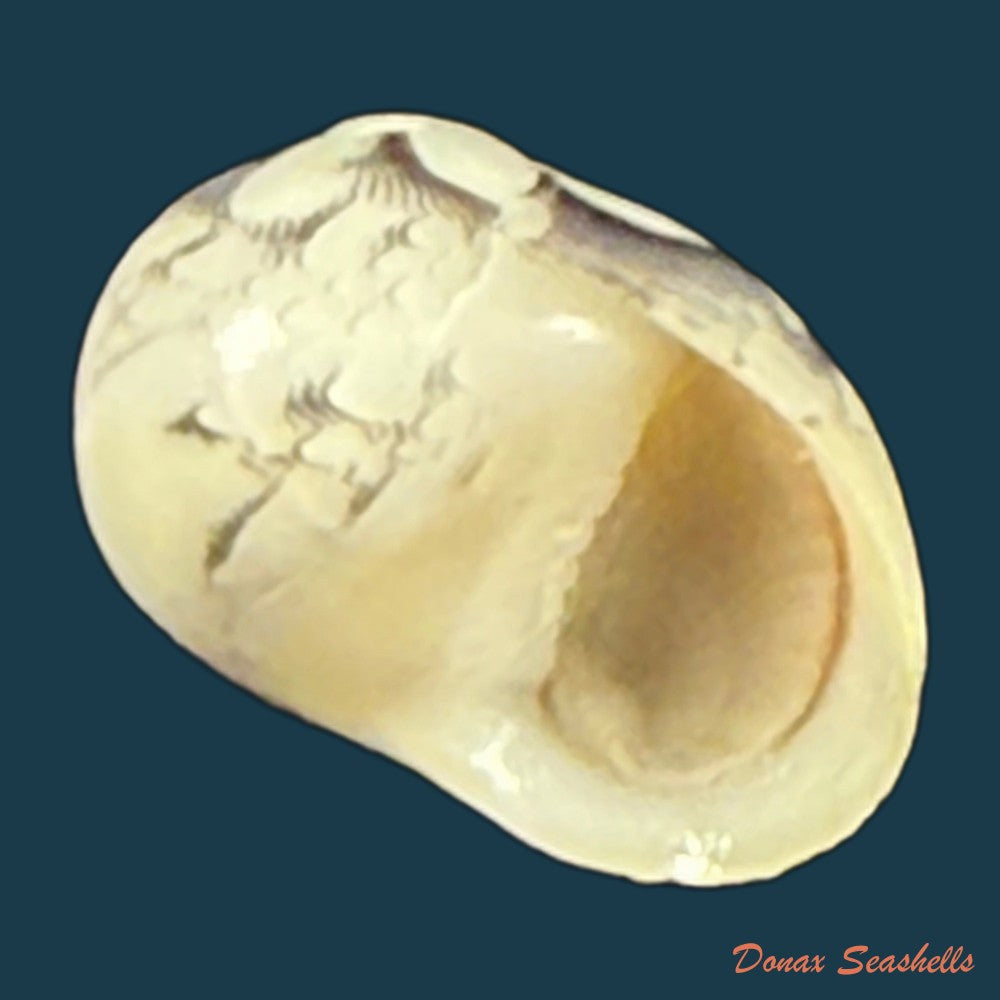 vitta-meleagris-lamarck-1822-13-9mm-copia