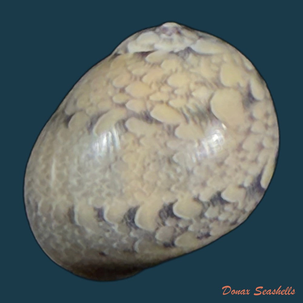 vitta-meleagris-lamarck-1822-14-2mm-copia-1