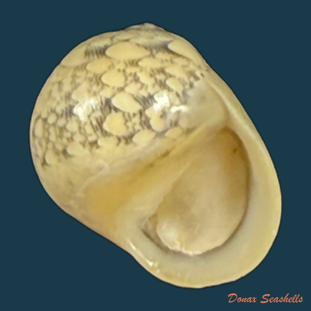 vitta-meleagris-lamarck-1822-14-2mm-copia-1