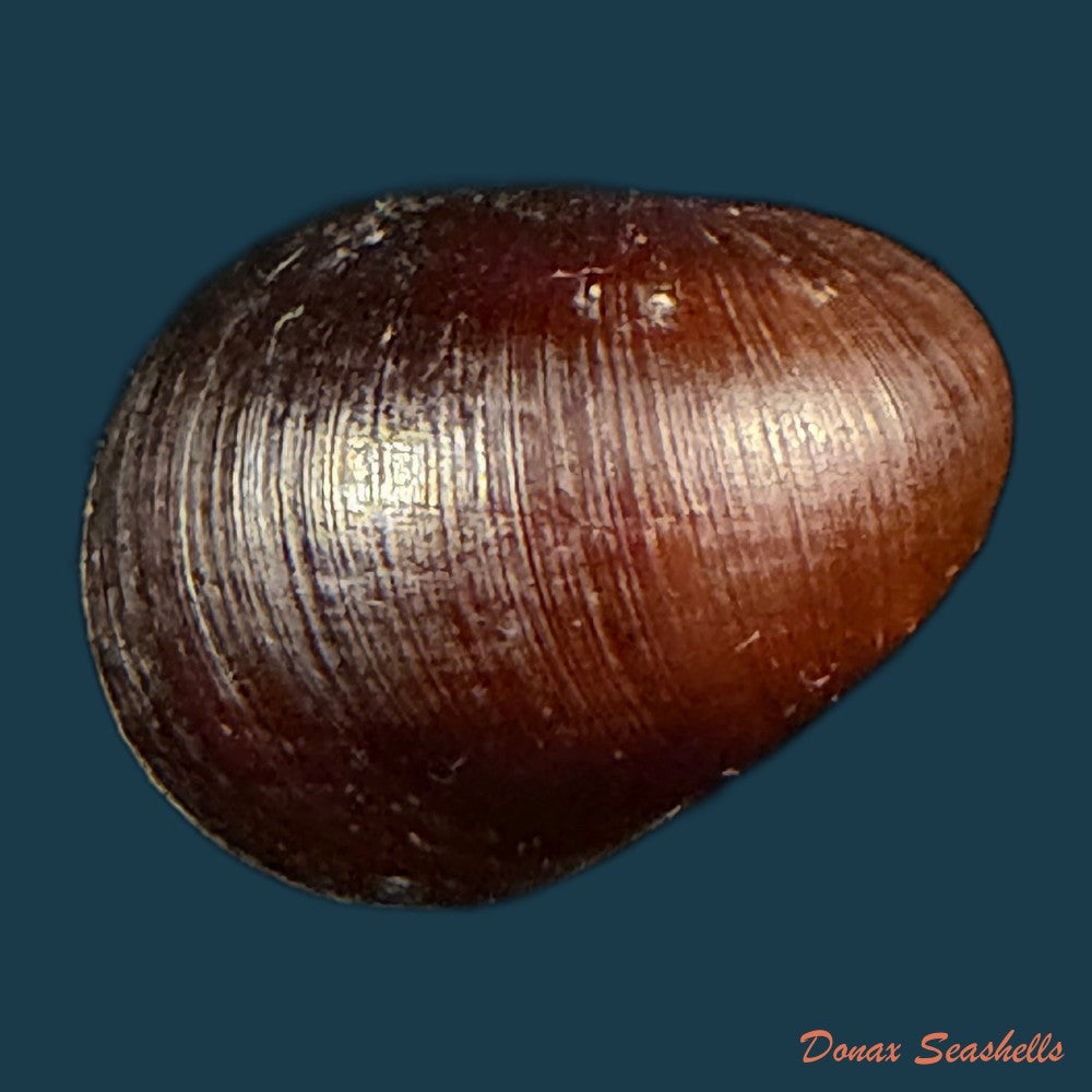 vitta-meleagris-lamarck-1822-14-2mm-copia-2