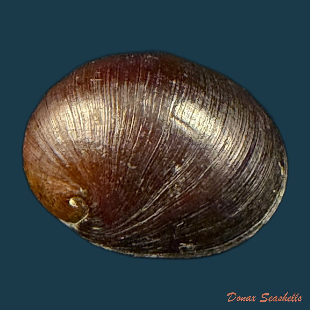 vitta-meleagris-lamarck-1822-14-2mm-copia-2