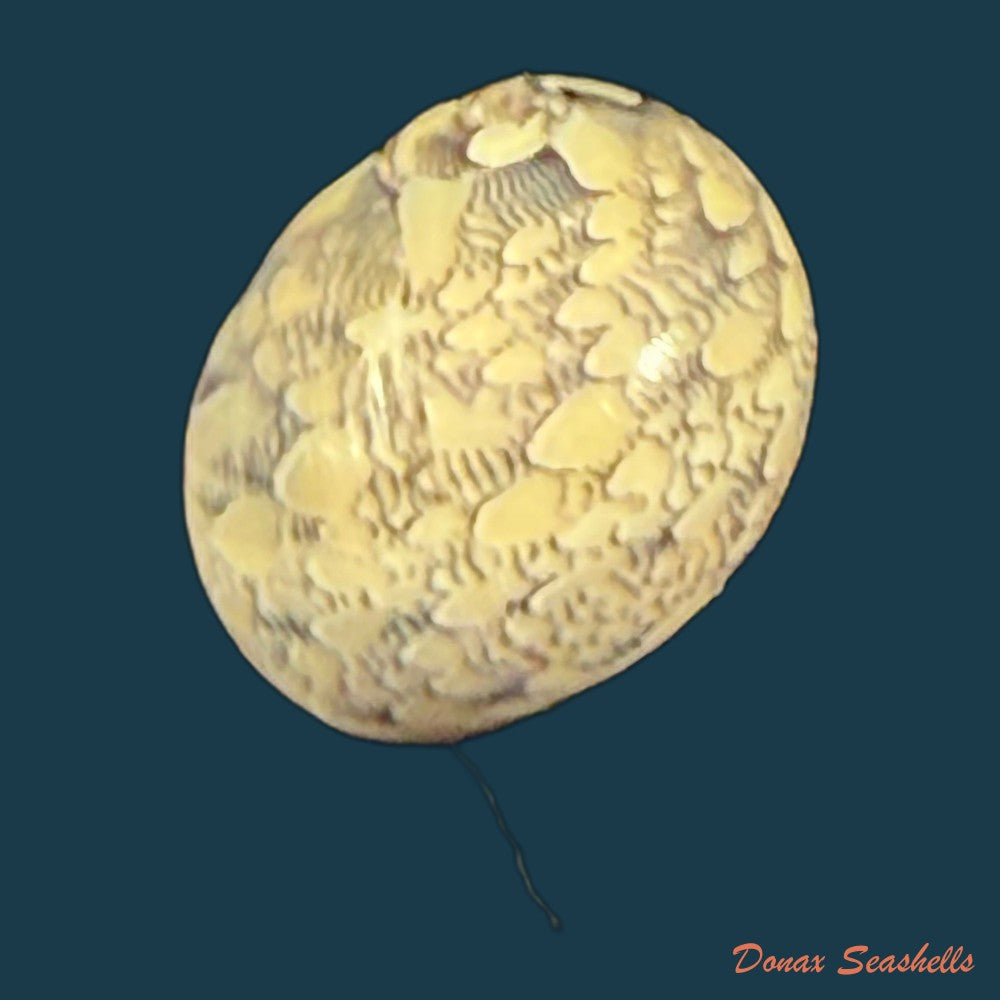 vitta-meleagris-lamarck-1822-14-2mm-copia
