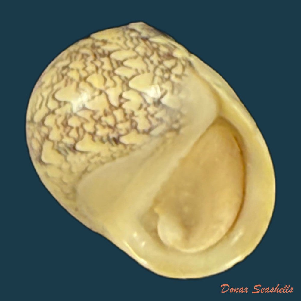 vitta-meleagris-lamarck-1822-14-2mm-copia