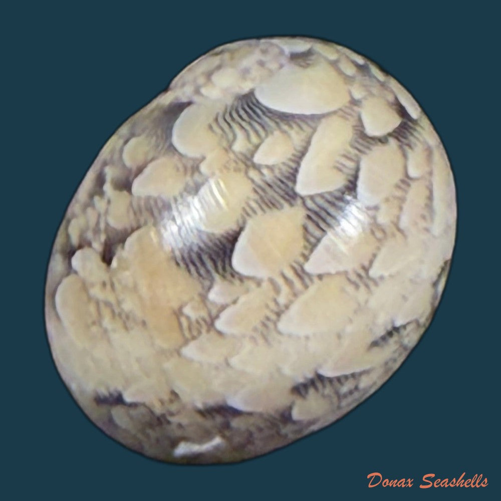 vitta-meleagris-lamarck-1822-14-3mm-copia