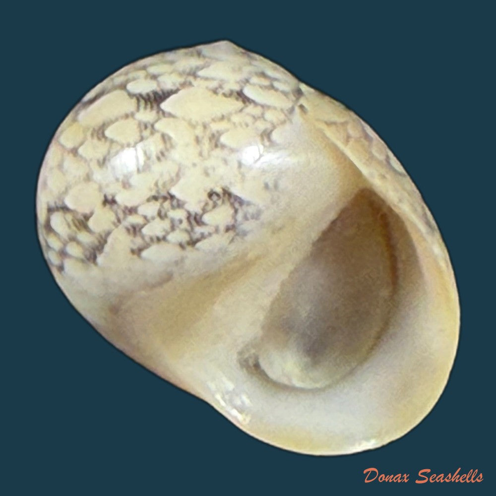 vitta-meleagris-lamarck-1822-14-3mm-copia