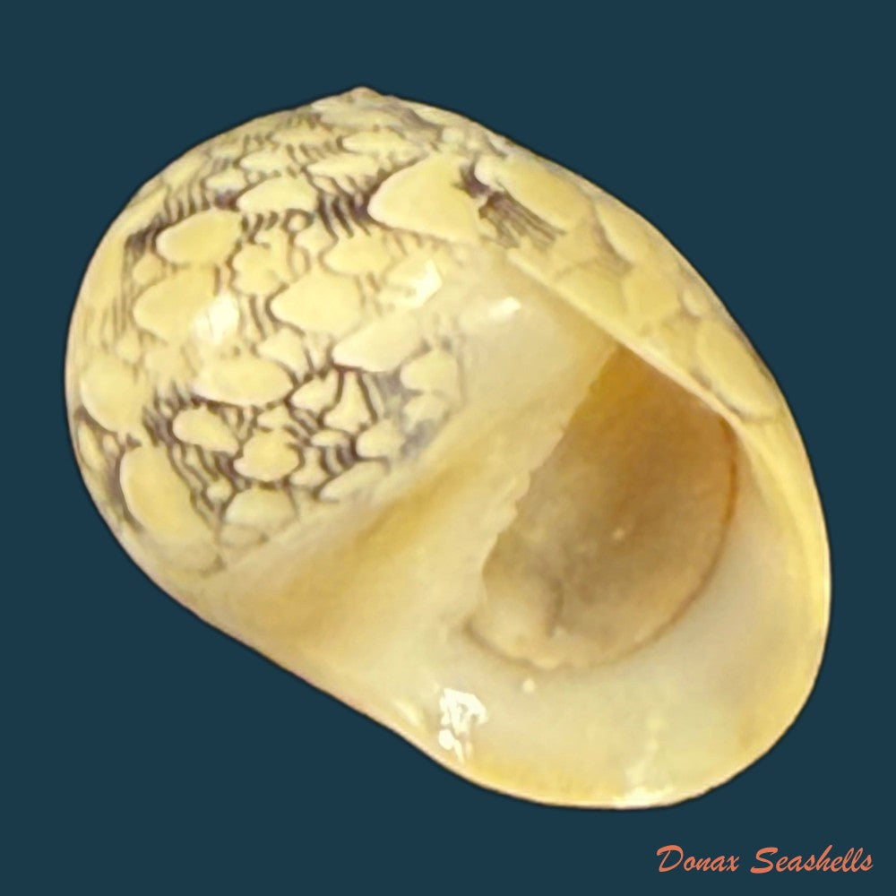 vitta-meleagris-lamarck-1822-16-5mm-copia
