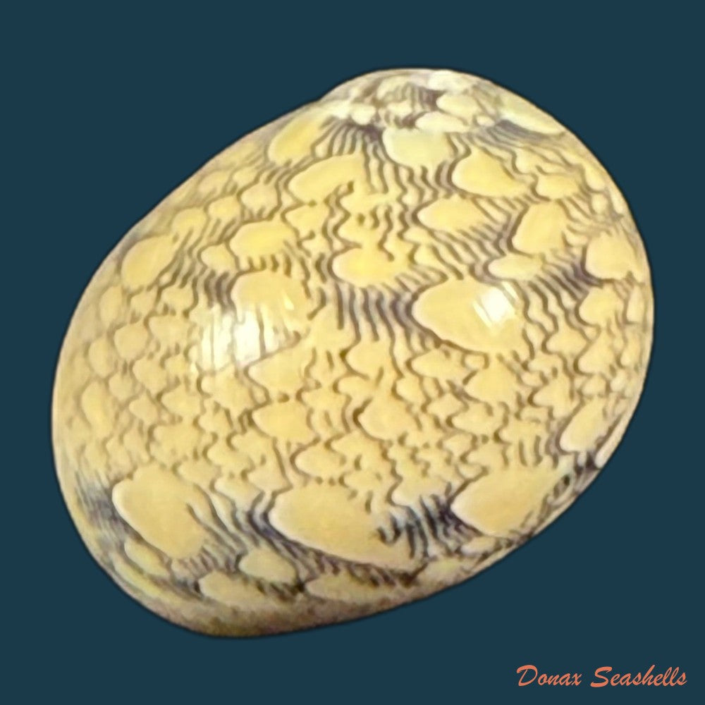 vitta-zebra-bruguiere-1792-20-4mm-copia