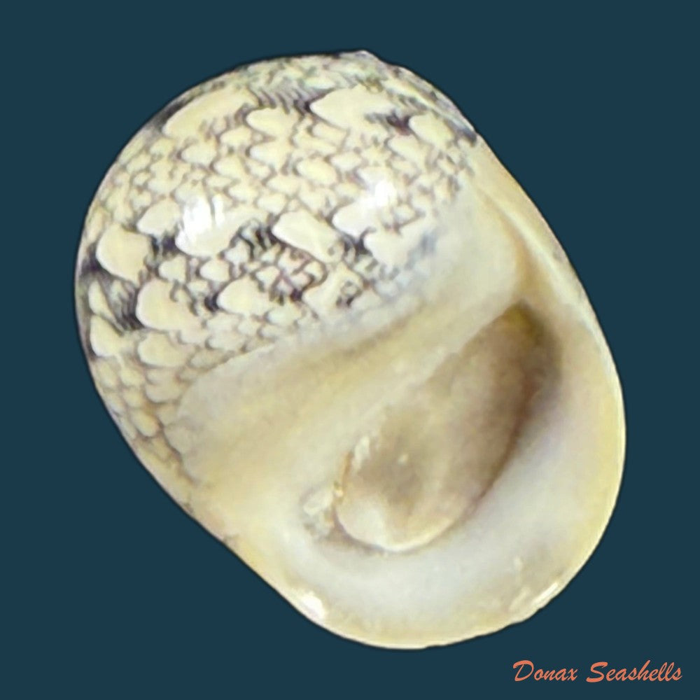 vitta-zebra-bruguiere-1792-20-4mm-copia