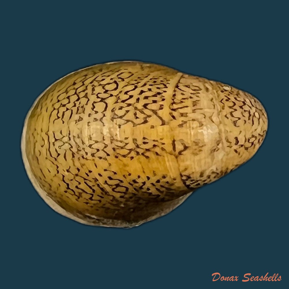 vittina-waigiensis-lesson-1831-17-3mm-copia