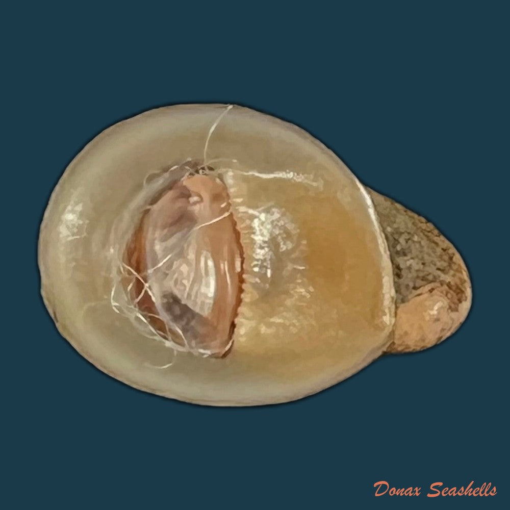 vittina-waigiensis-lesson-1831-17-3mm-copia
