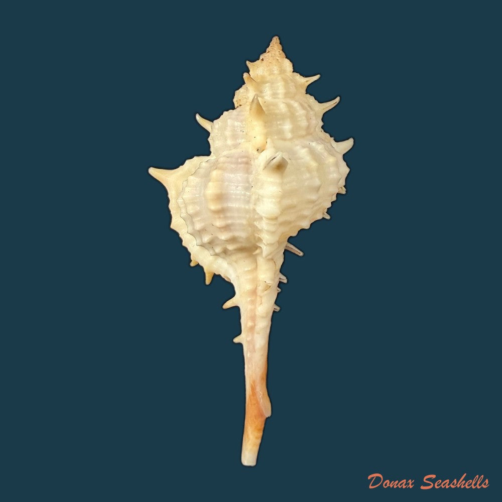 vokesimurex-bayeri-petuch-2001-85-8mm-copia-1