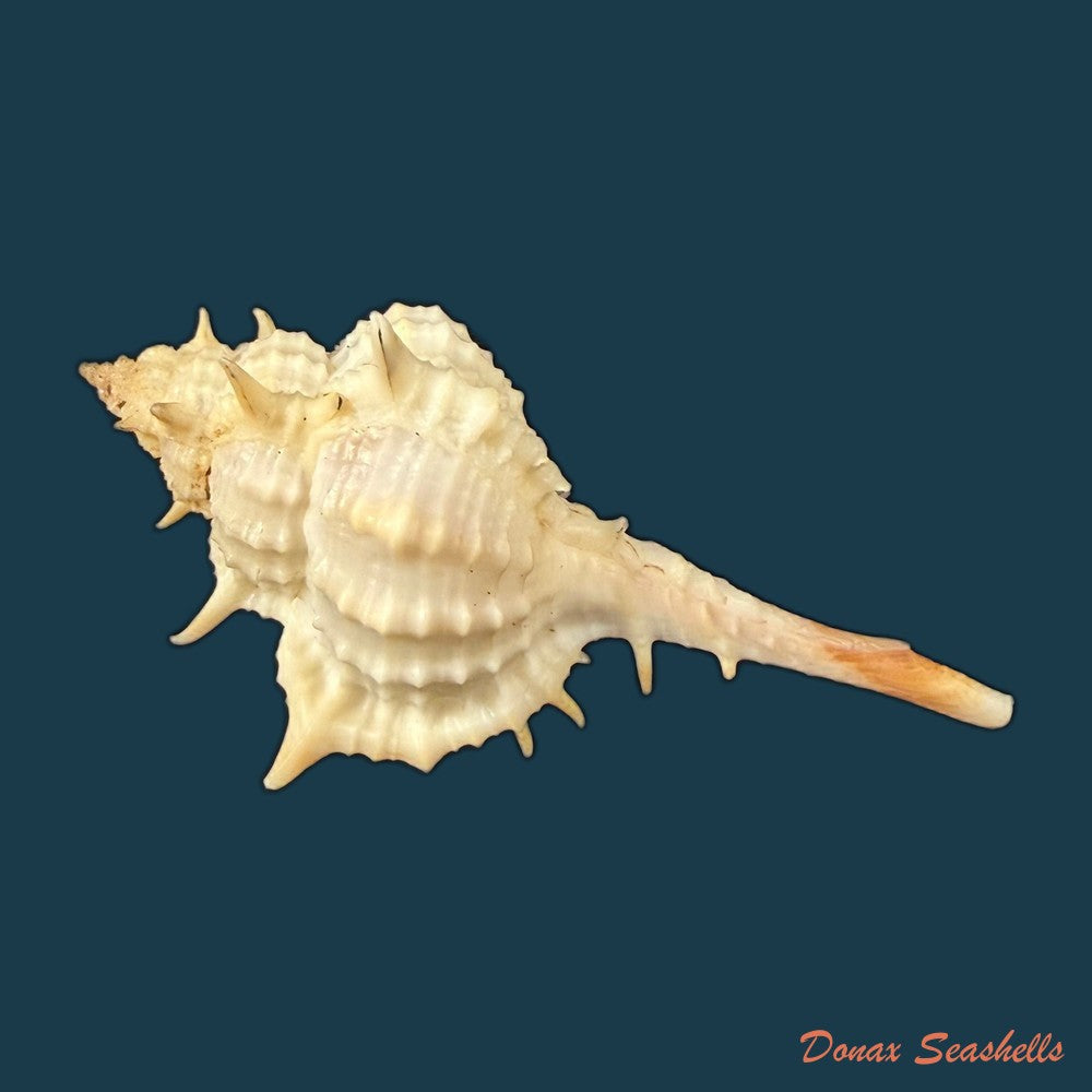 vokesimurex-bayeri-petuch-2001-85-8mm-copia-1