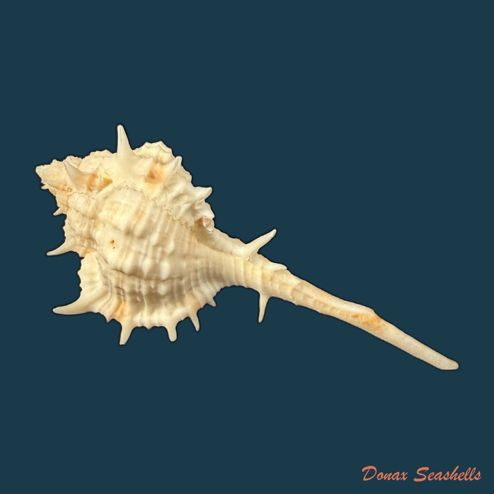 vokesimurex-bayeri-petuch-2001-85-8mm-copia