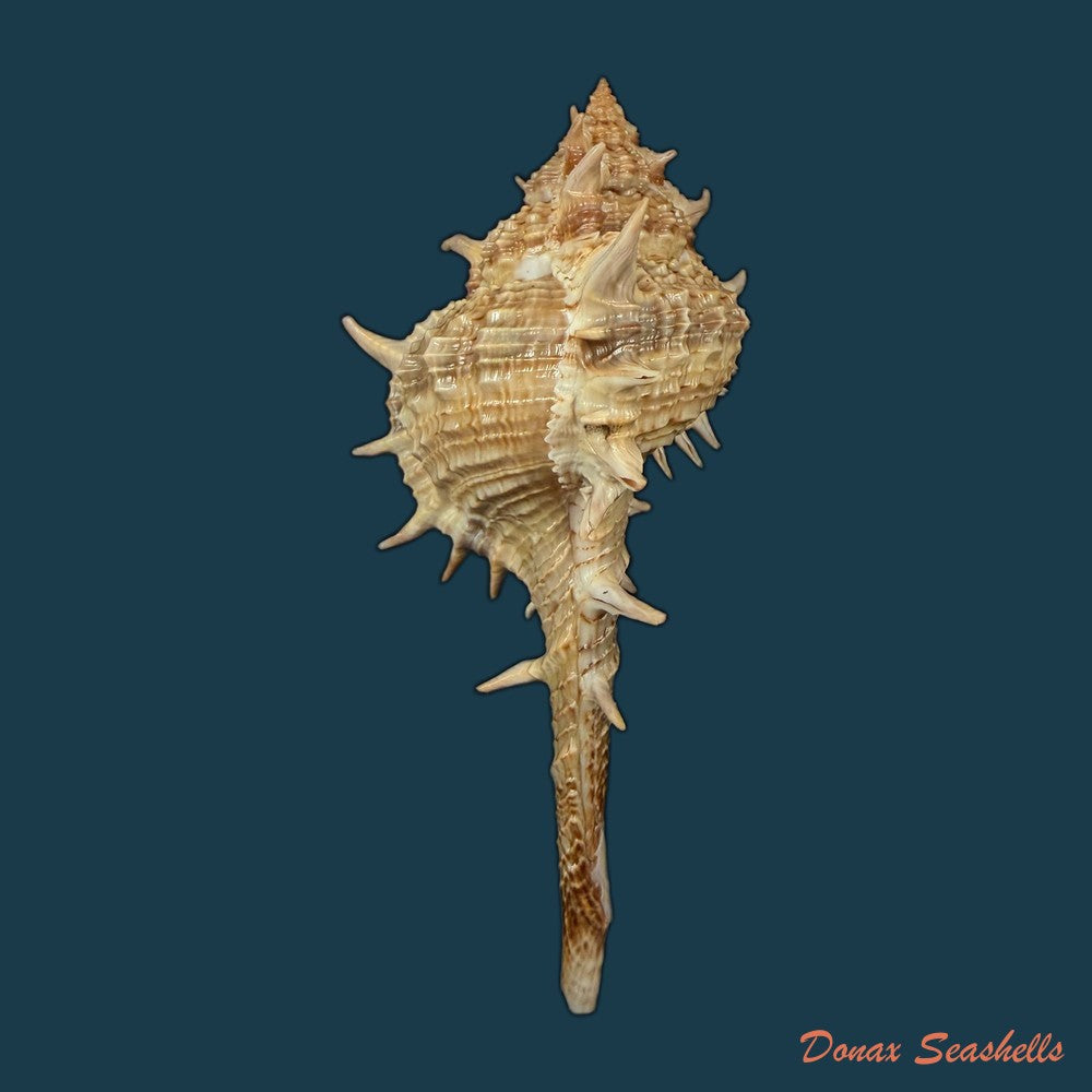 vokesimurex-bayeri-petuch-2001-91-3mm-copia