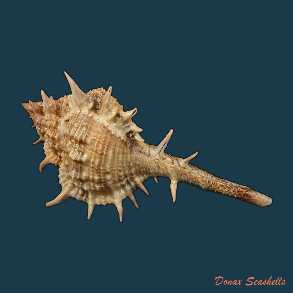 vokesimurex-bayeri-petuch-2001-91-3mm-copia