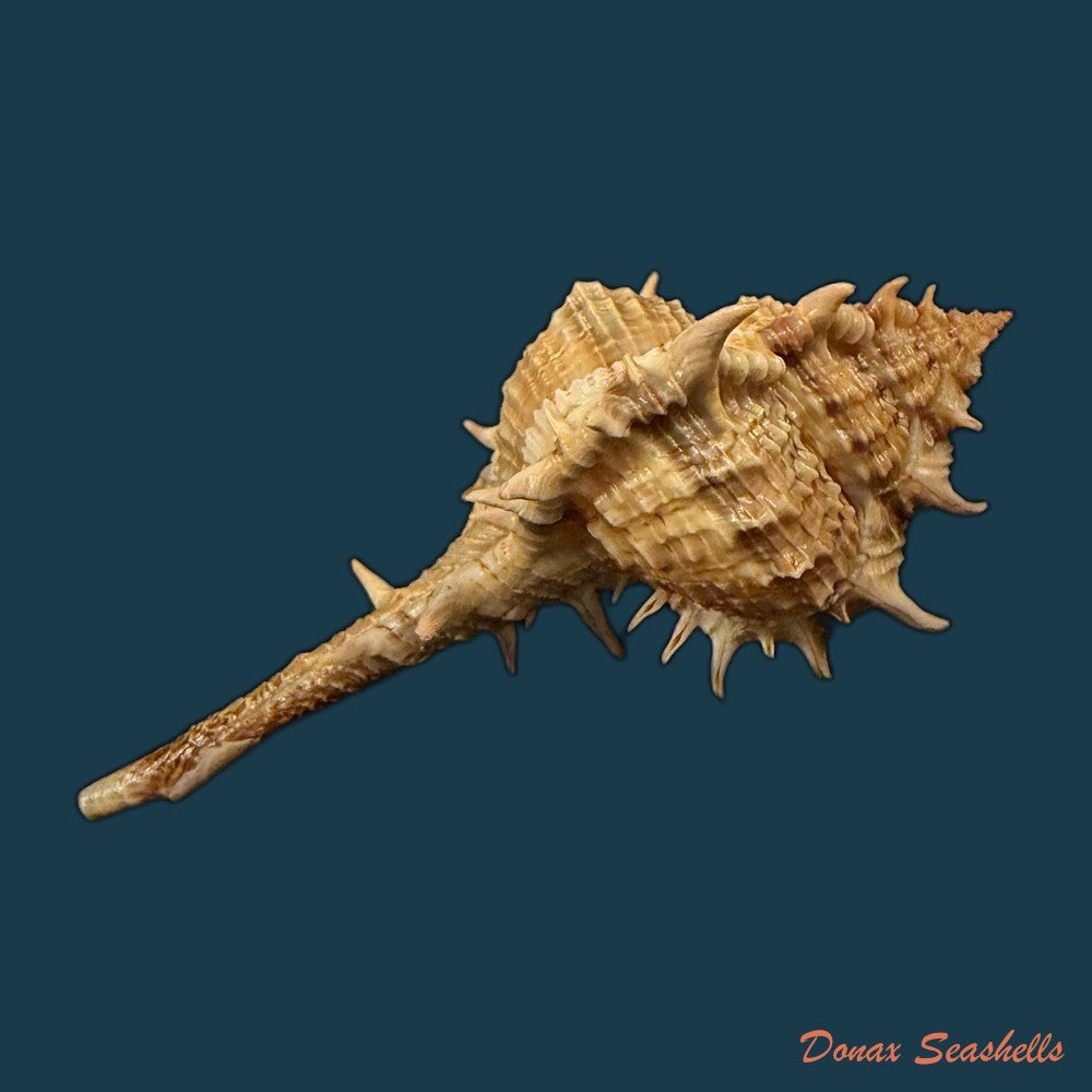 vokesimurex-bayeri-petuch-2001-91-3mm-copia