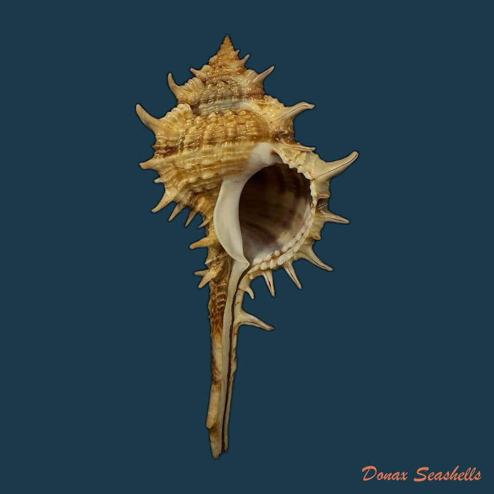 vokesimurex-bayeri-petuch-2001-91-3mm-copia