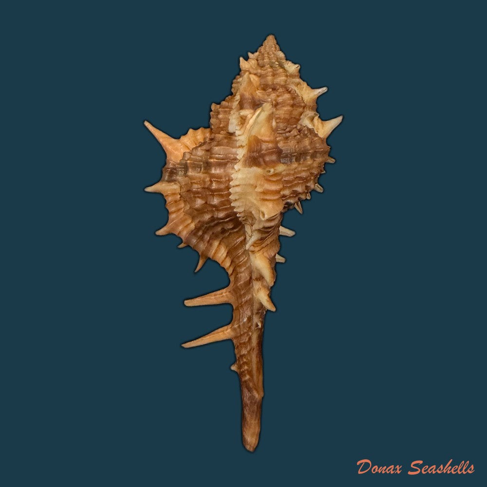 vokesimurex-bayeri-petuch-2001-94mm-copia-1