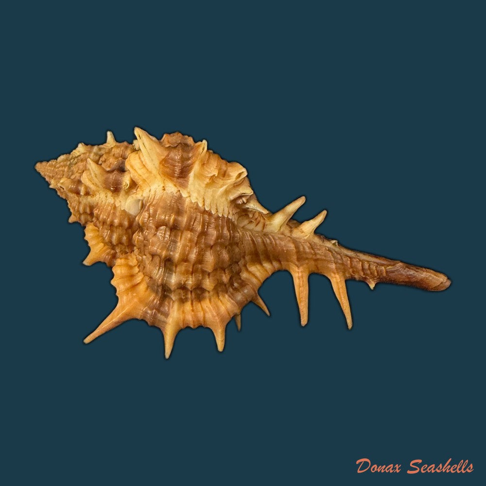 vokesimurex-bayeri-petuch-2001-94mm-copia-1