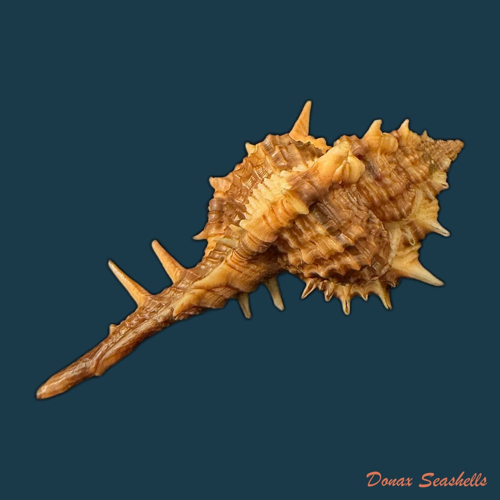 vokesimurex-bayeri-petuch-2001-94mm-copia-1