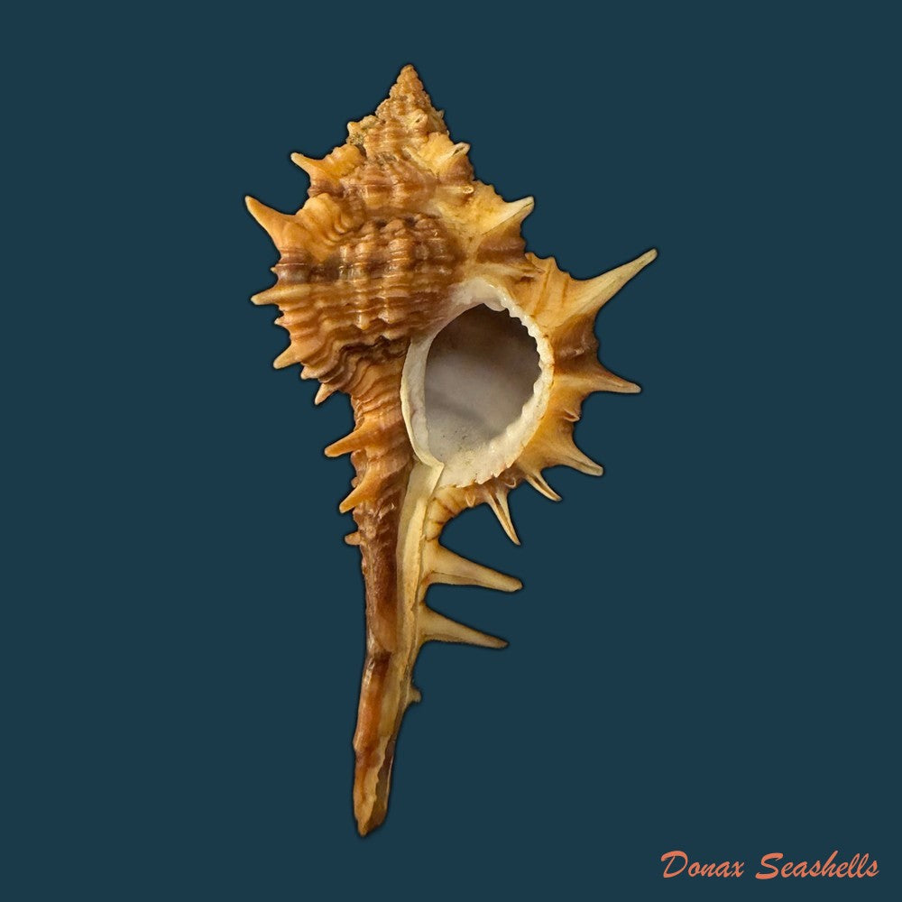 vokesimurex-bayeri-petuch-2001-94mm-copia-1