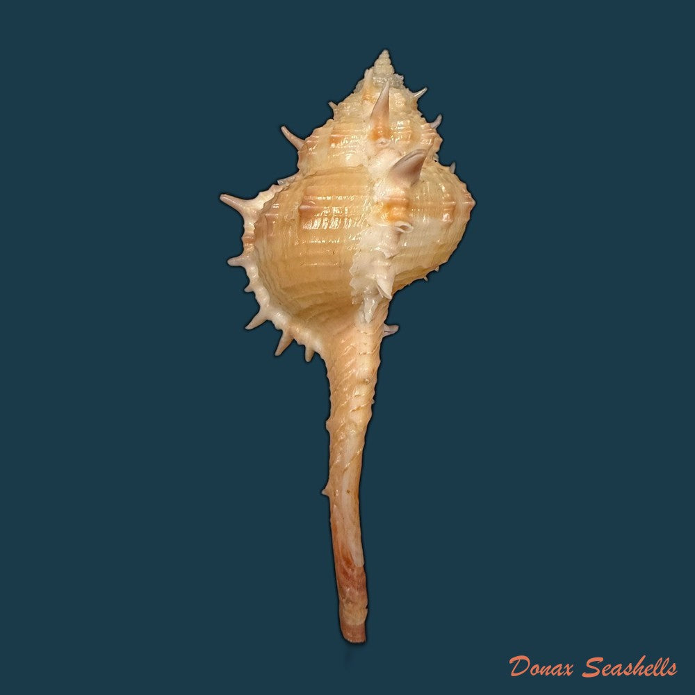 vokesimurex-bayeri-petuch-2001-94mm-copia